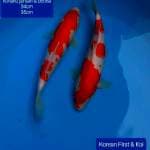 2 ekor kohaku