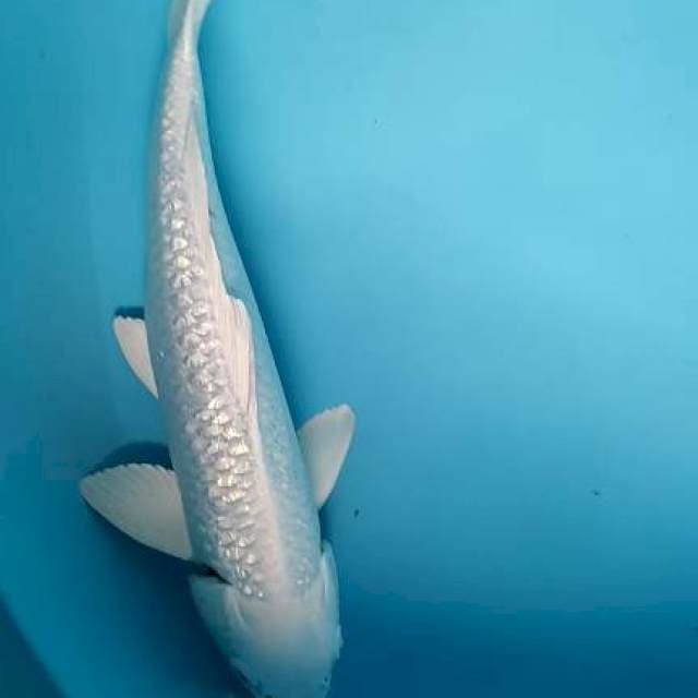 Platinum jantan