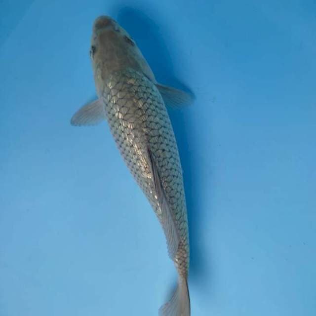 Soragoigindrin