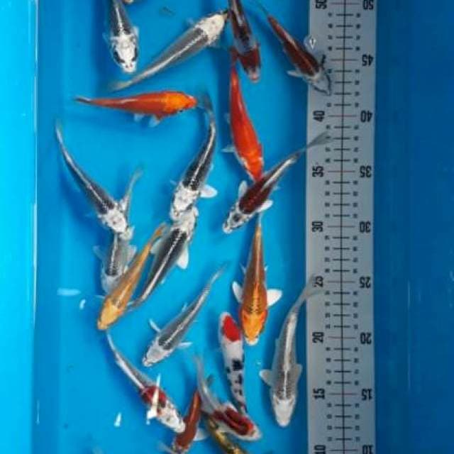 Kojaku 10-14cm 25ekor