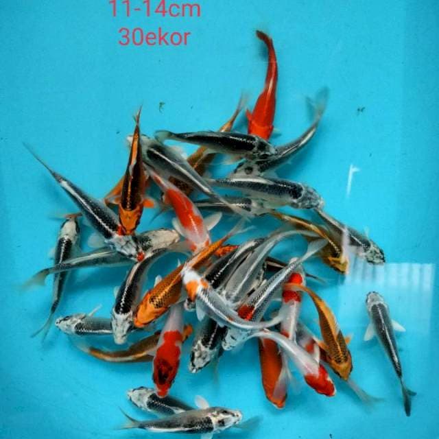 Kojaku 11-14cm 30ekor