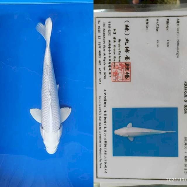 Platinum 28cm Maruhiro