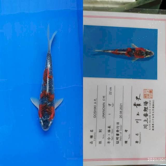 Goshiki 25cm Kawakami