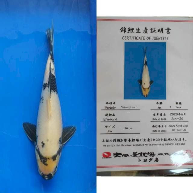 Shiro 38cm Dainichi