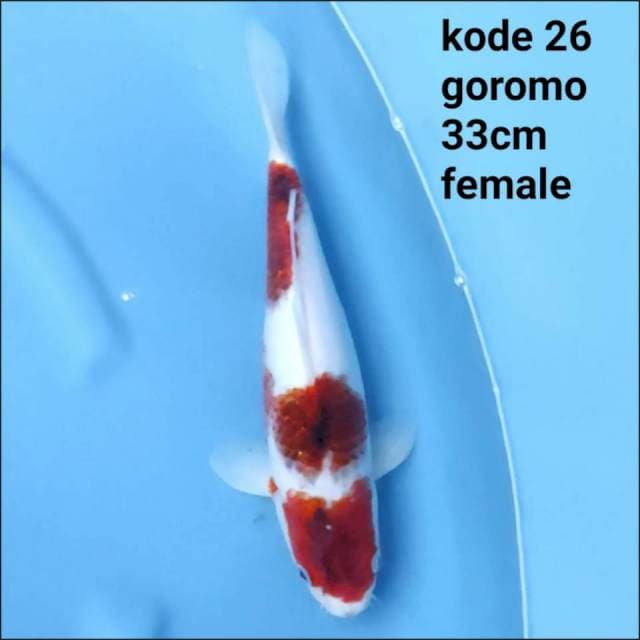 GOROMO