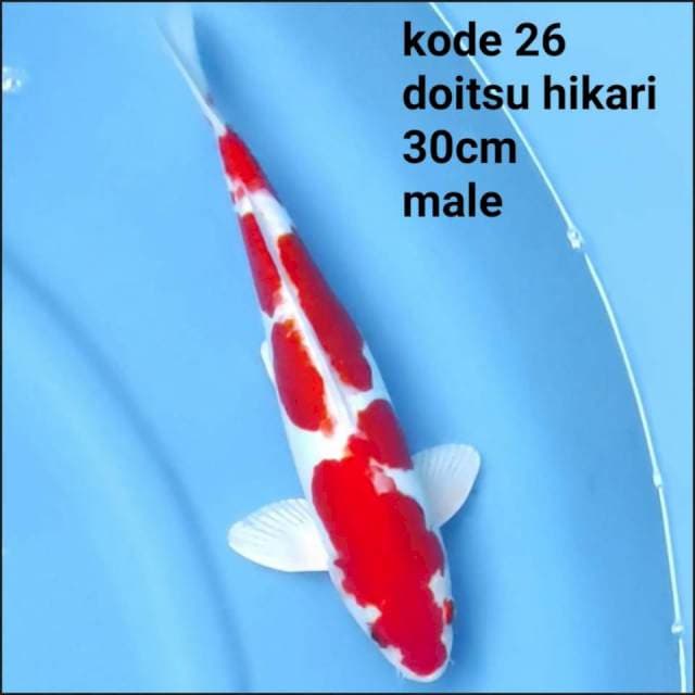 DOITSU HIKARI
