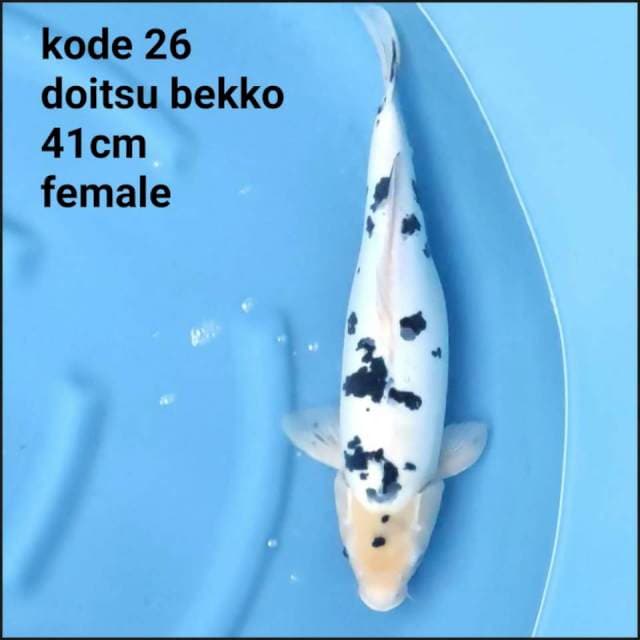 DOITSU BEKKO 