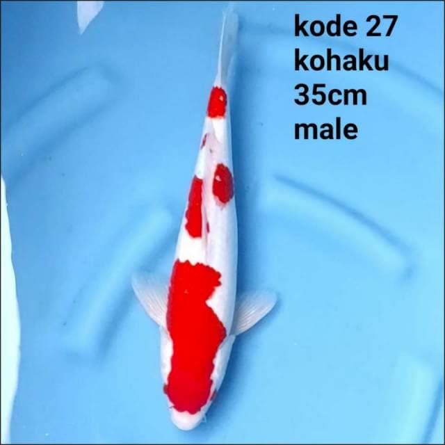 KOHAKU 