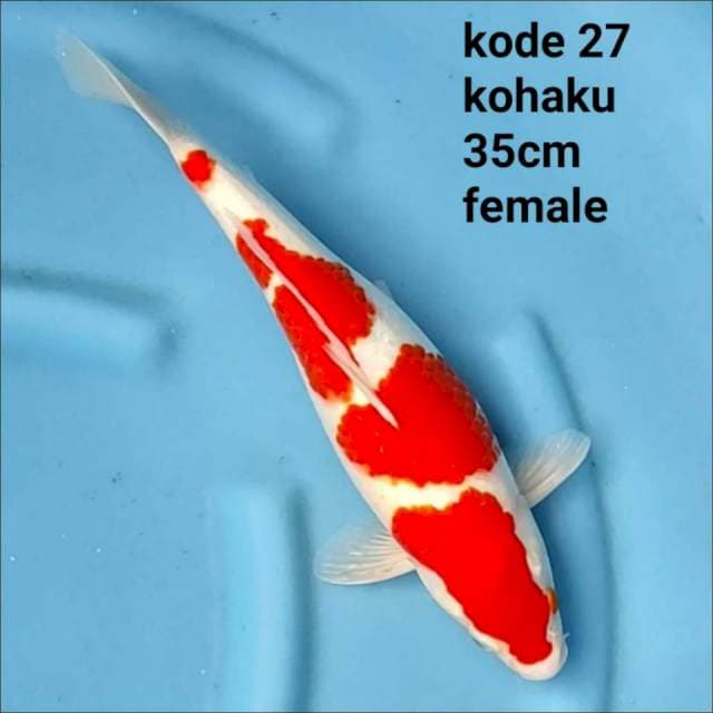 KOHAKU 