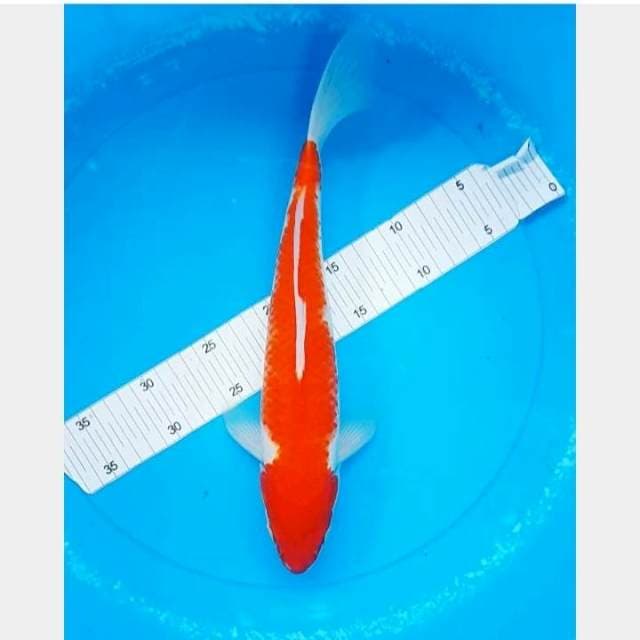 35CM Mblunus Kohaku