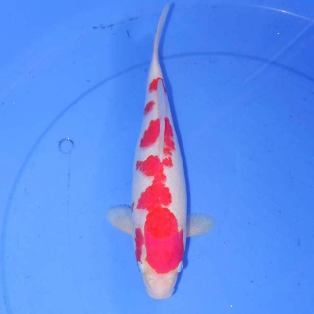 29cm KOHAKU
