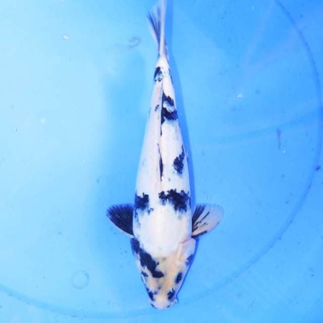 28cm SHIRO