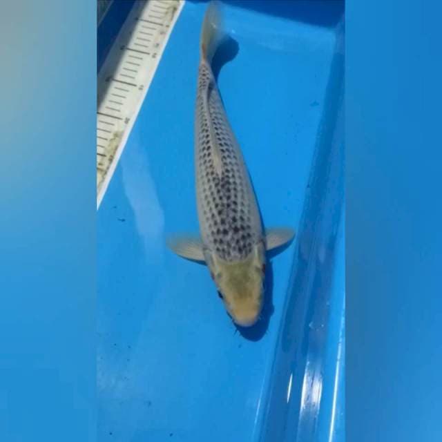 Ashagi 37Cm