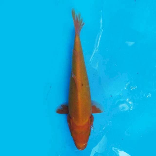 Red Karashi 26 cm