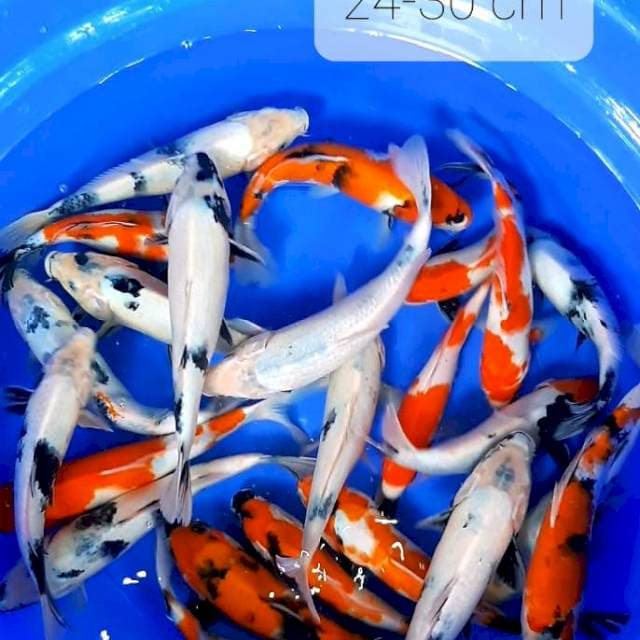 Paket mumer 22 ekor 24-30 cm