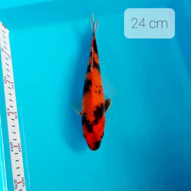 Showa 24 cm