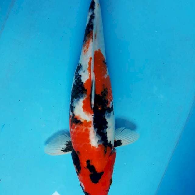 Sowa 37cm gendong telur 