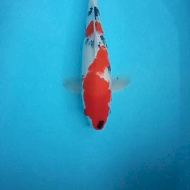 Sanke size 40cm