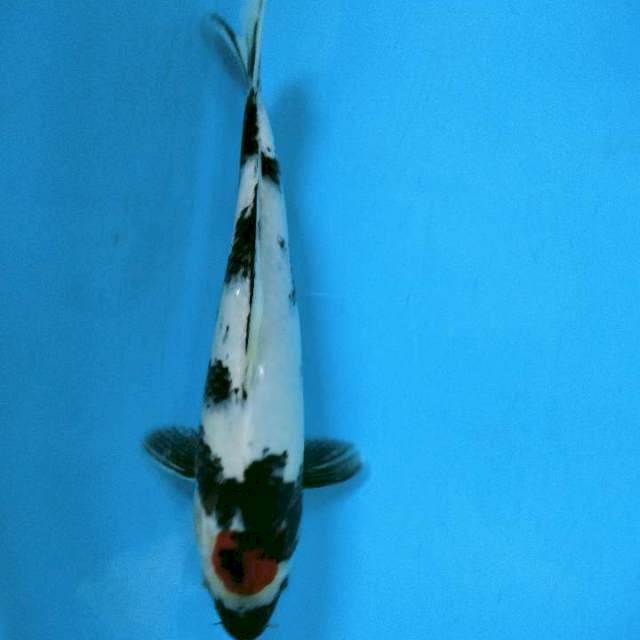 ADELIA 4 ~ TANCHO SHOWA 30cm