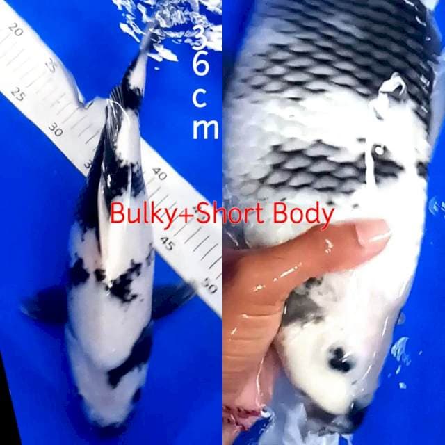 Shiro bulky+Short Body