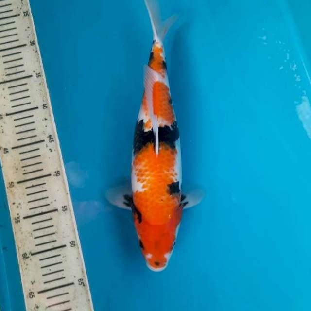37cm Female Showa 