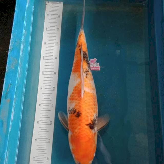 Showa 48cm