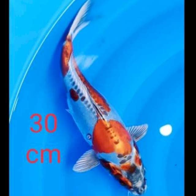 Kikoriyu 30cm