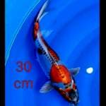 Kikoriyu 30cm