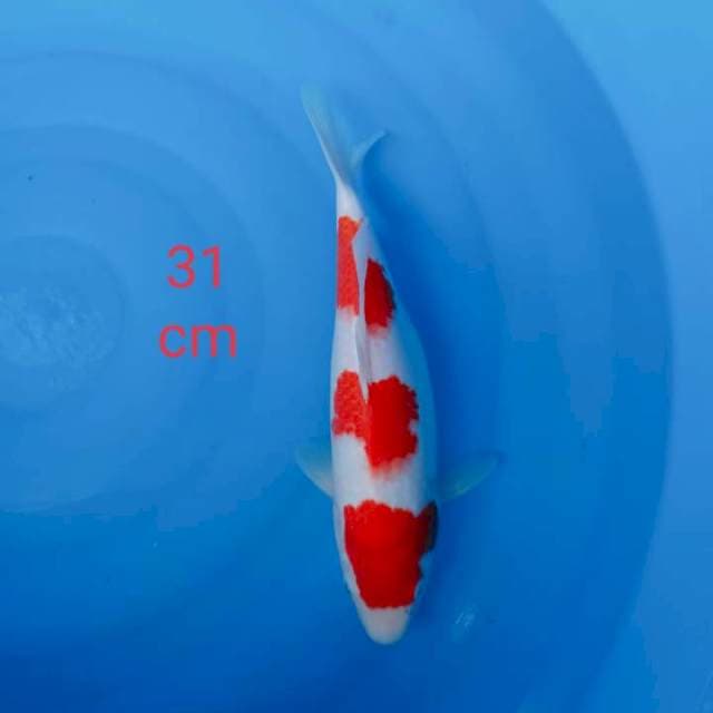 Kohaku 31cm