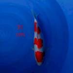 Kohaku 31cm