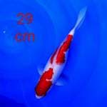 Kohaku 29cm