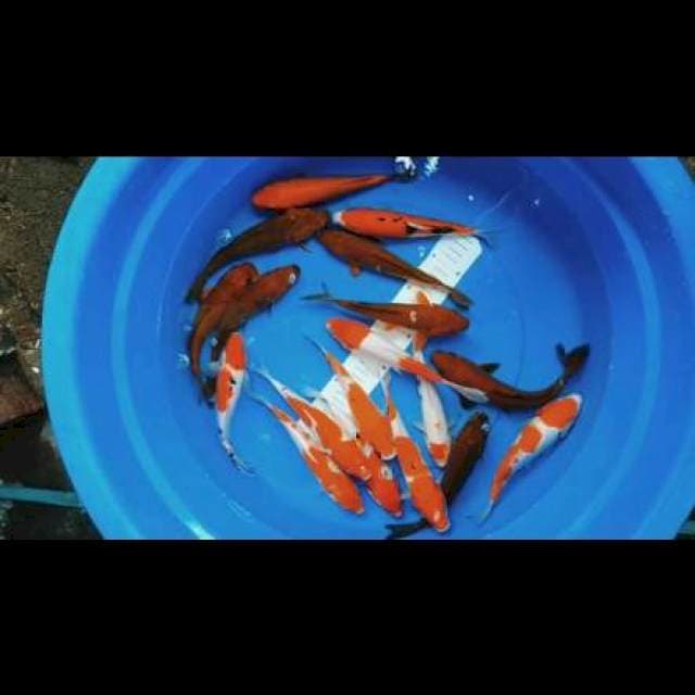 Paket 18 ekor mix kohaku sanke cagoi
