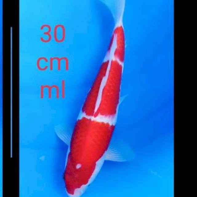 Kohaku setrong 30cm