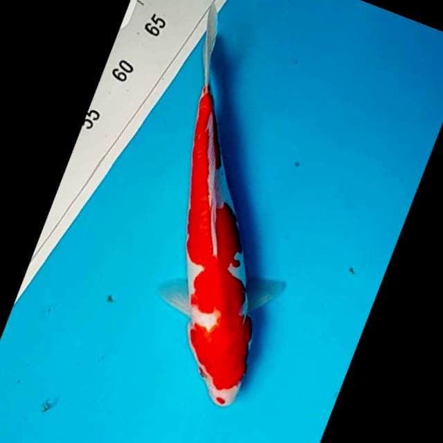 Kohaku Doitsu Cabee