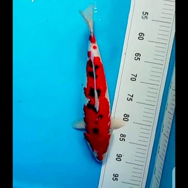 Sanke Red Cabe