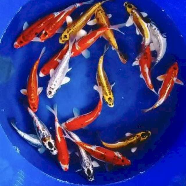 Kiko 27-30cm 20ekor