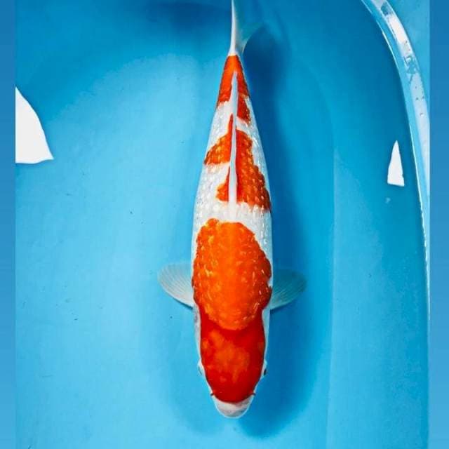 Kohaku Ginrin, 43 cm