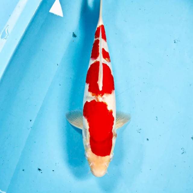 Kohaku, 30 cm