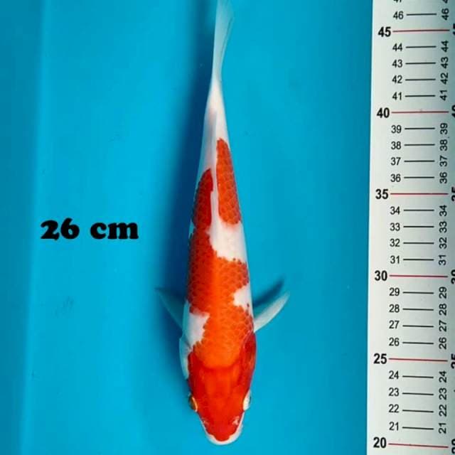 Kohaku 26 cm