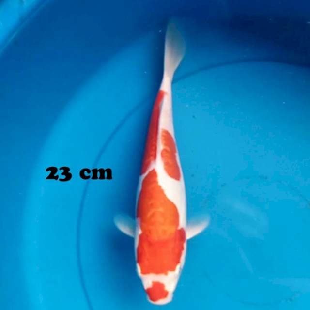 Kohaku Doitsu 23 cm