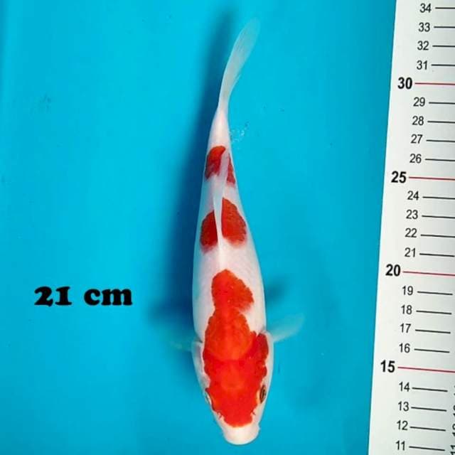 Minion kohaku 21 cm