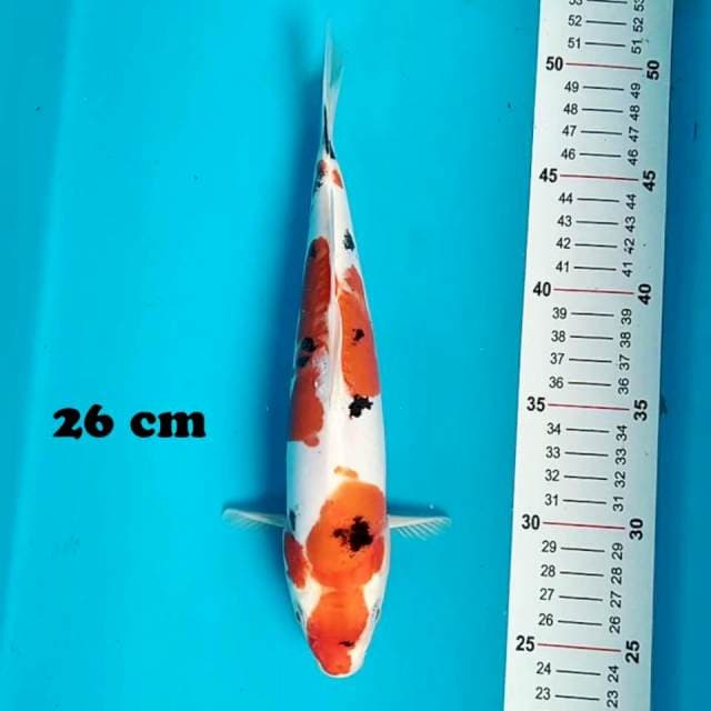 Sanke Doitsu 26 cm