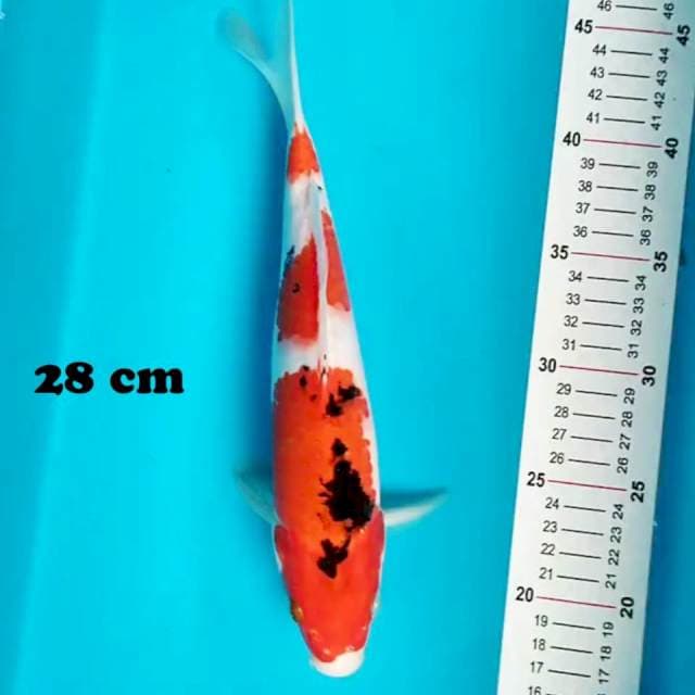 Sanke 28 cm