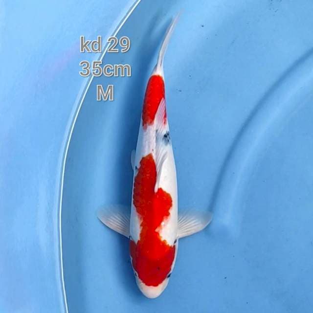 showa tategoi