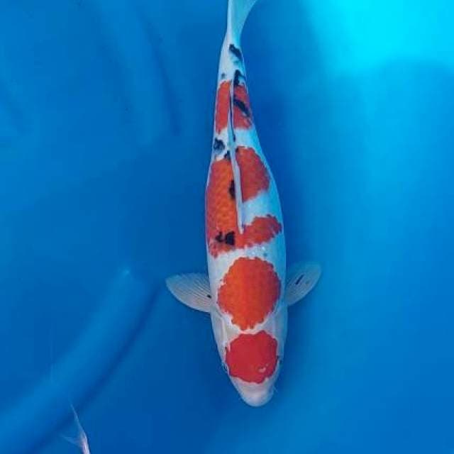 Sanke 39cm