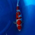 Sanke 39cm