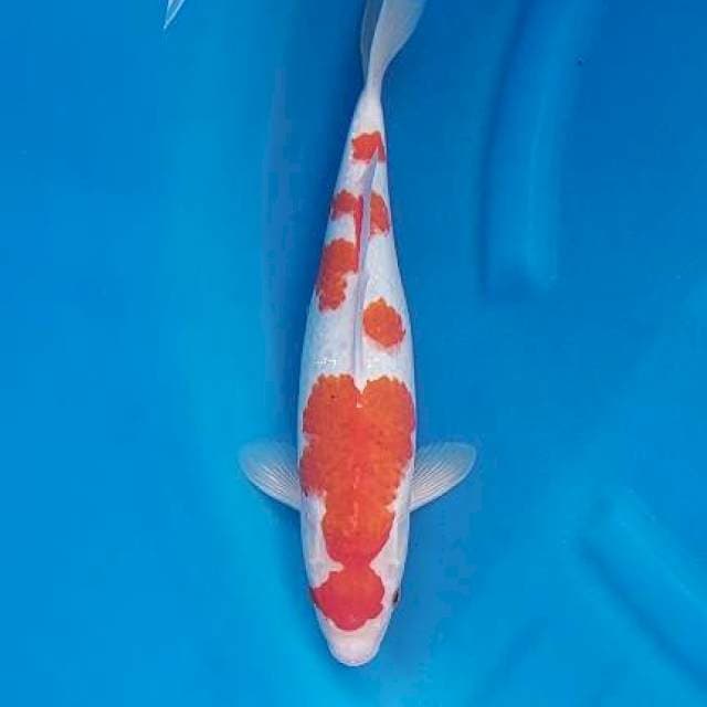 Ai Goromo 38cm