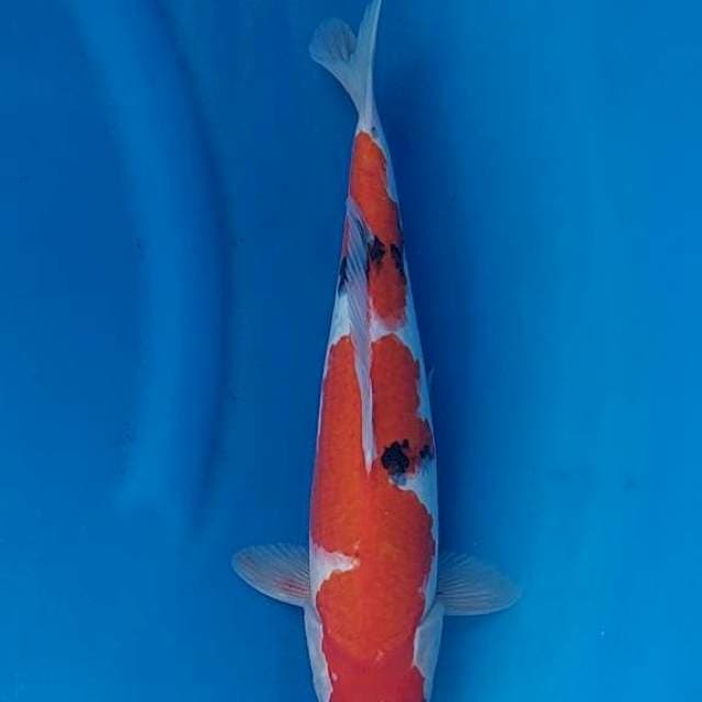 Sanke 37cm