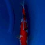 Sanke 37cm