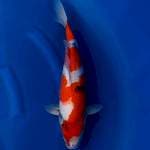 Tategoi Showa 42cm